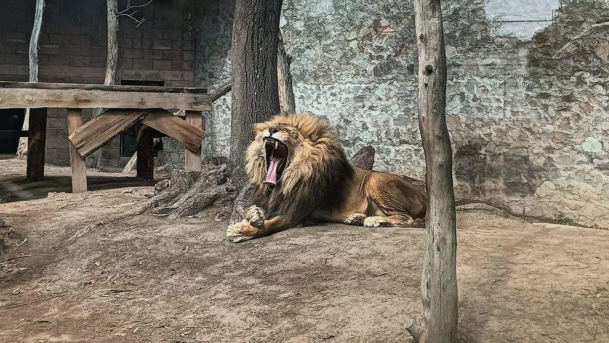 animales frío bioparque pachuca